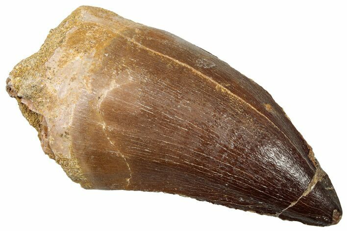 Huge, Fossil Mosasaur (Prognathodon) Tooth - Morocco #302177